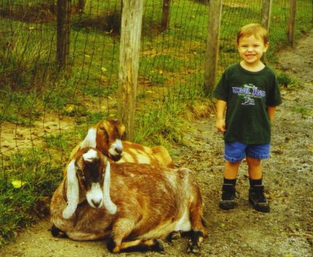 More goats at Carl Sandburg's house