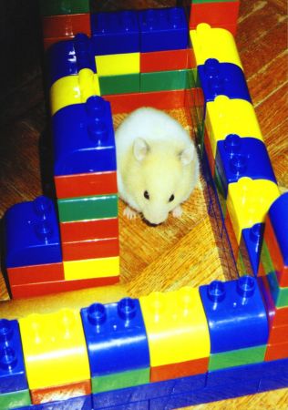 Hammy in some blocks