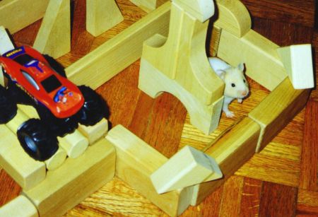 Hammy in his maze