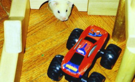Hammy in his maze