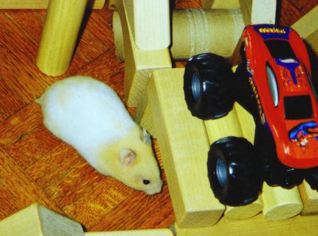 Hammy in his maze